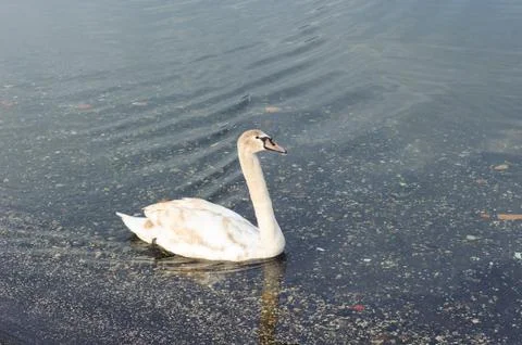 White swan Stock Photos