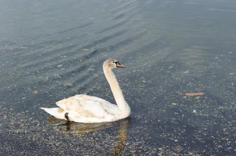 White swan Stock Photos