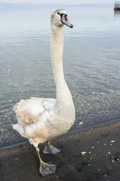 White swan Foto stock