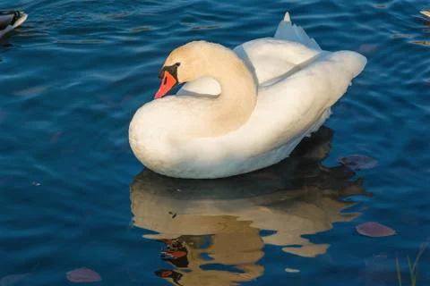 White swan Stock Photos