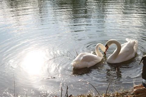 White swan Фото