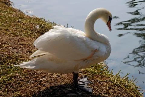 White swan Stock-Fotos