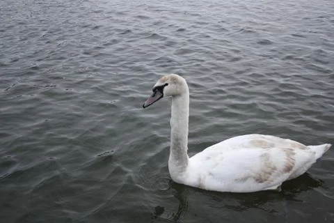 White swan Stock Photos