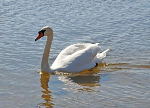 White swan Stock-Fotos
