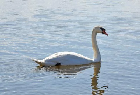 White swan Stock Photos