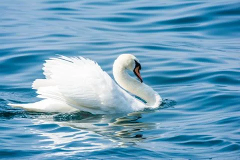 White Swan Stock Photos