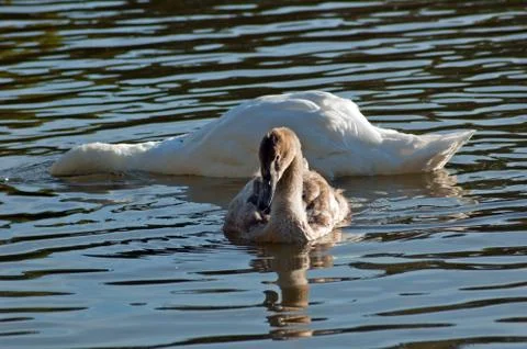 White swan Stock Photos