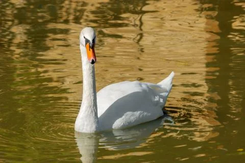 White swan Stock Photos