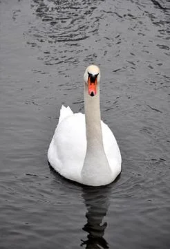 White swan Stock Photos