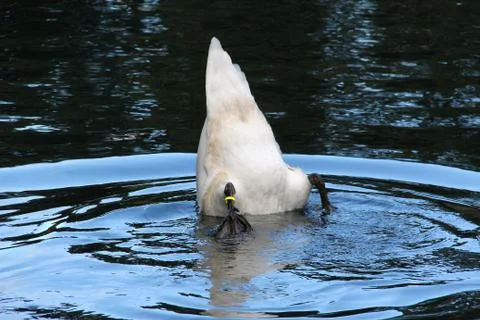 White swan Stock-Fotos