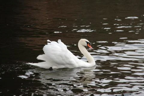 White swan Stock Photos