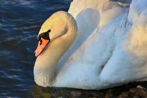 White swan Stock Photos