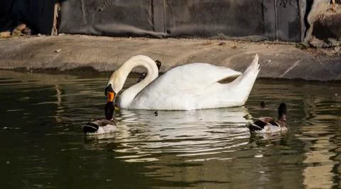 White swan Stock Photos