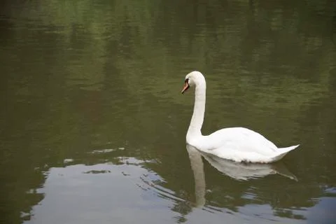 White swan Stock Photos