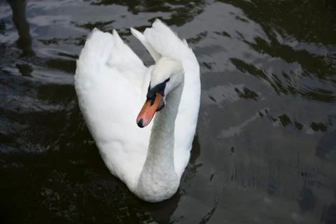 White swan Stock Photos