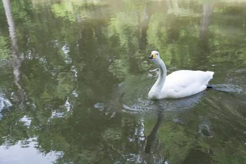White swan Stock Photos