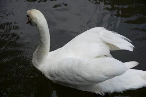 White swan Stock Photos