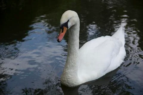 White swan Stock Photos