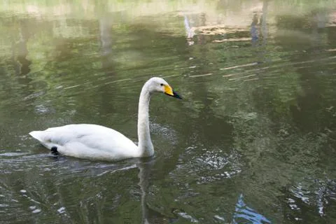 White swan Stock Photos
