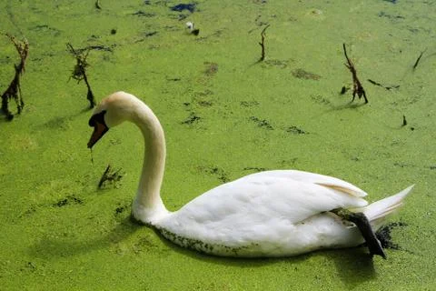 White Swan 写真素材