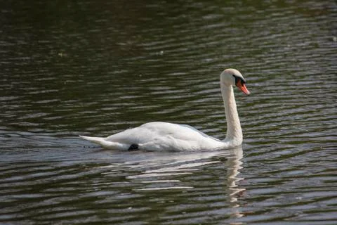 White Swan Stockfoto's