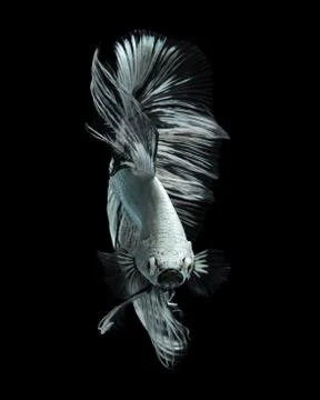 White Swan Stock Photos