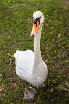 White swan Stock Photos