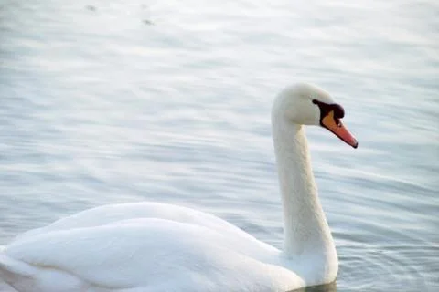 White swan Foto stock