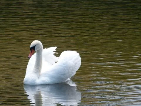 White Swan Stock Photos