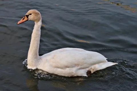 White swan Photos