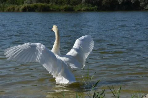 White Swan Stock Photos