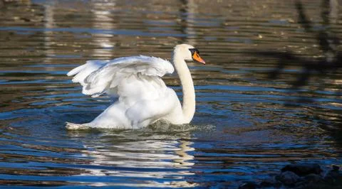 The white swan Stock Photos