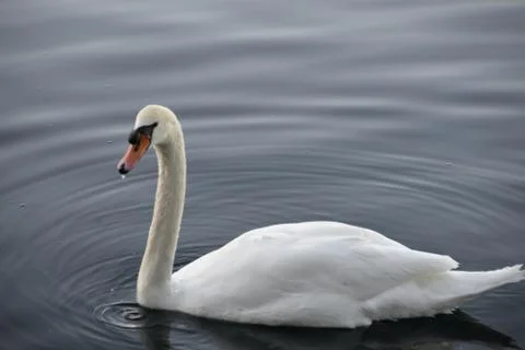 White Swan Stock Photos