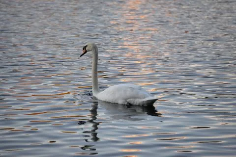 White Swan Stock Photos
