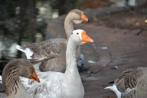 White Swan Stock Photos