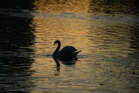 White Swan 写真素材