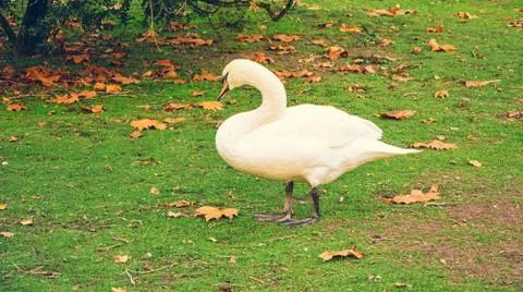 White Swan Stock Photos