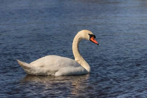 White swan Stock Photos