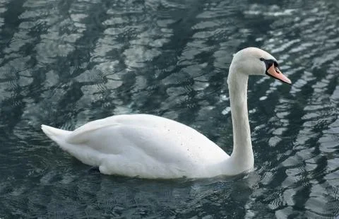 White swan Stock Photos