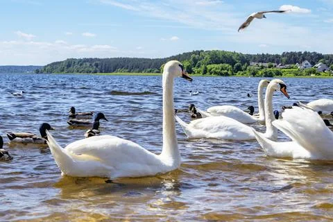 White Swan. Stock Photos