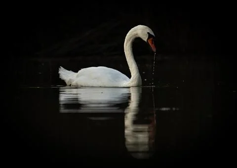 White swan Stock-Fotos