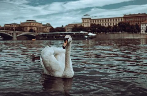 The white swan Stockfoto's
