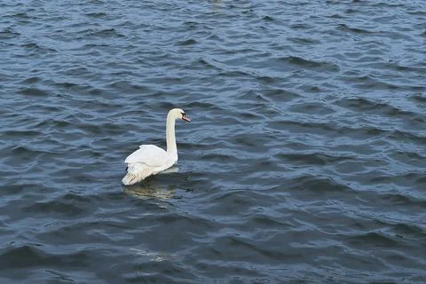 A white swan Stock Photos