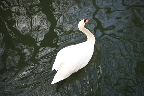 White swan Stock Photos