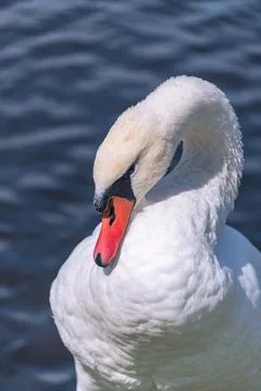 The White Swan Stock Photos