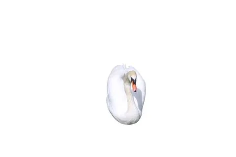White Swan Stock Photos