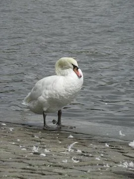 White Swan Stock Photos