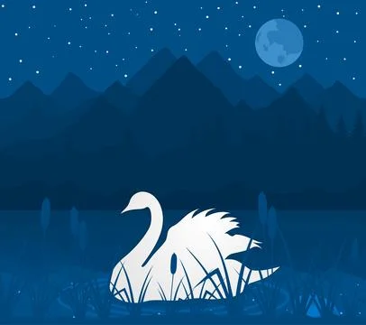 White swan Stock Photos