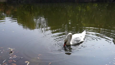 A white swan on a pond eats a fallen piece of bread and drinks water Stock Footage 252492532