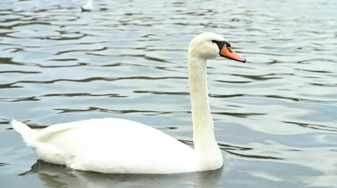 White swan on a pond. Stock Footage 62063872